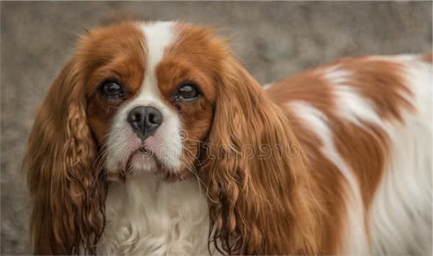 查理王小猎犬如何喂养？查理王小猎犬好养吗？