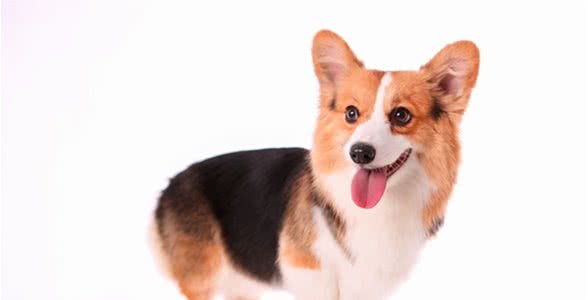 狗的身体特性