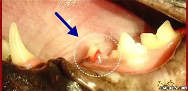 猫咪嘴巴怎么了，这些口腔疾病要知道