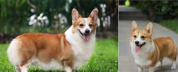 威尔士柯基犬，外表可爱、内心彪悍的狗狗，你爱了吗？