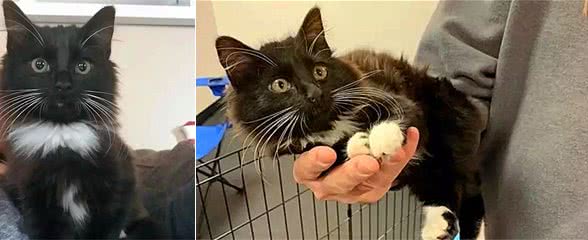 巨型猫还会耍心机？缅因猫机智化解争宠危机后，悠然独占铲屎官