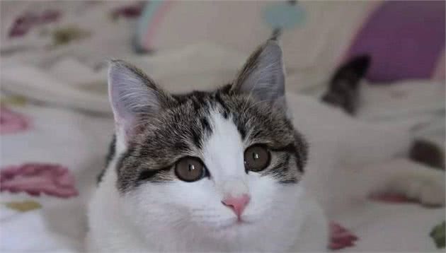 想要把猫养得漂亮，光吃好喝好可不行，这些细节也很重要