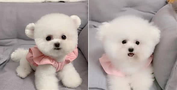 狗子，你能减减肥吗？