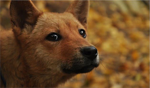 中华田园犬—如今为何这么遭人嫌弃？