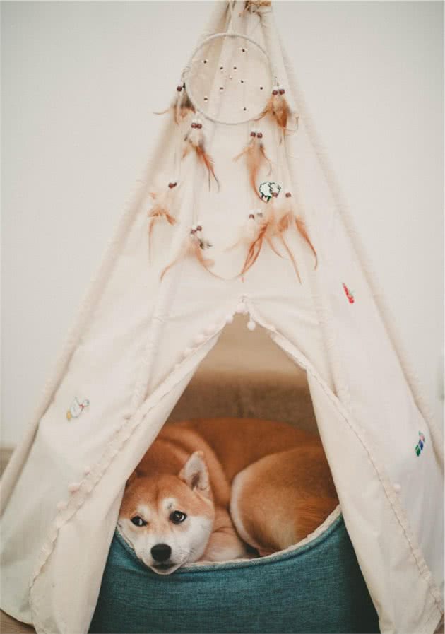 狗粮秘密之你不知道的蛋白质