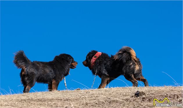 世界上可以挑战狮子和老虎的六种猛犬，藏獒勉强可以一战