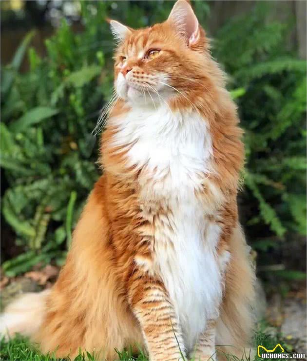 温柔的巨人，知道缅因猫(MaineCoonCat）吗？