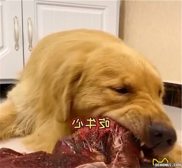 吃饭只给3颗狗粮，狗狗立刻变脸：主人你是认真的吗？