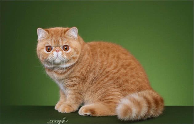 异国短毛猫多少钱一只?教你这5点,买到一只纯种的猫咪
