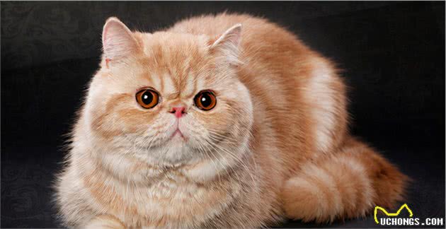 异国短毛猫多少钱一只?教你这5点,买到一只纯种的猫咪