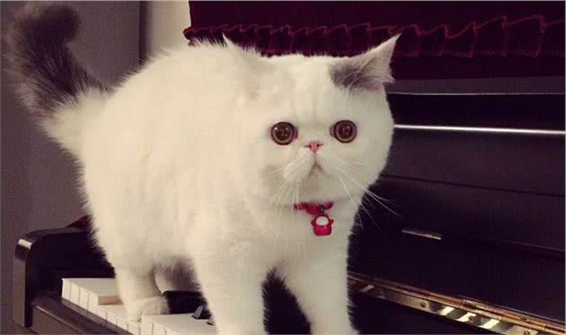 异国短毛猫多少钱一只?教你这5点,买到一只纯种的猫咪