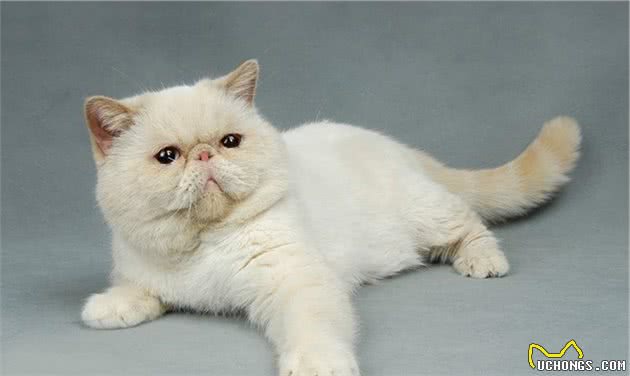 异国短毛猫多少钱一只?教你这5点,买到一只纯种的猫咪