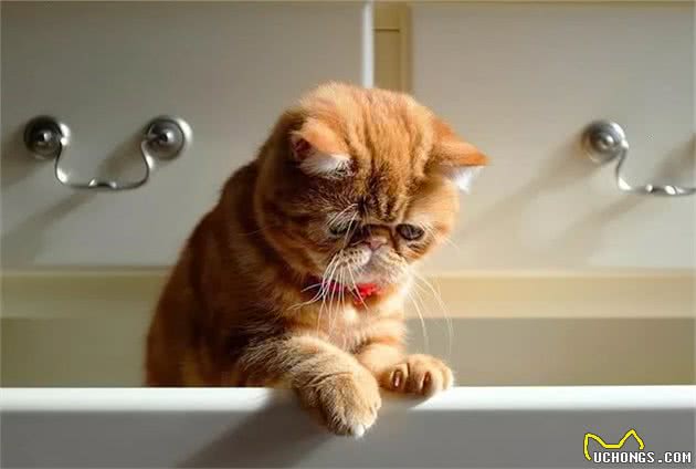 异国短毛猫多少钱一只?教你这5点,买到一只纯种的猫咪