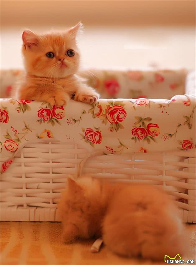 异国短毛猫多少钱一只?教你这5点,买到一只纯种的猫咪