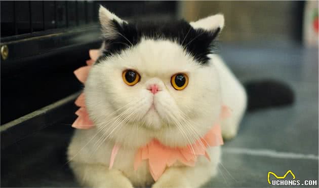 异国短毛猫多少钱一只?教你这5点,买到一只纯种的猫咪