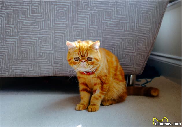异国短毛猫多少钱一只?教你这5点,买到一只纯种的猫咪
