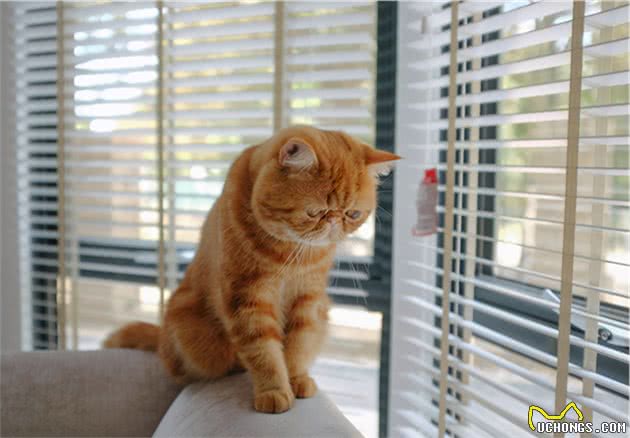异国短毛猫多少钱一只?教你这5点,买到一只纯种的猫咪