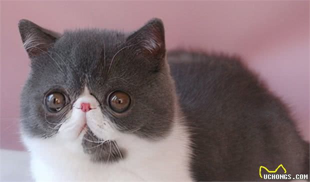 异国短毛猫多少钱一只?教你这5点,买到一只纯种的猫咪