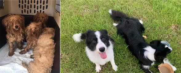 被繁殖场毁掉半生的狗狗，后被训练成工作犬，12岁终于有个家