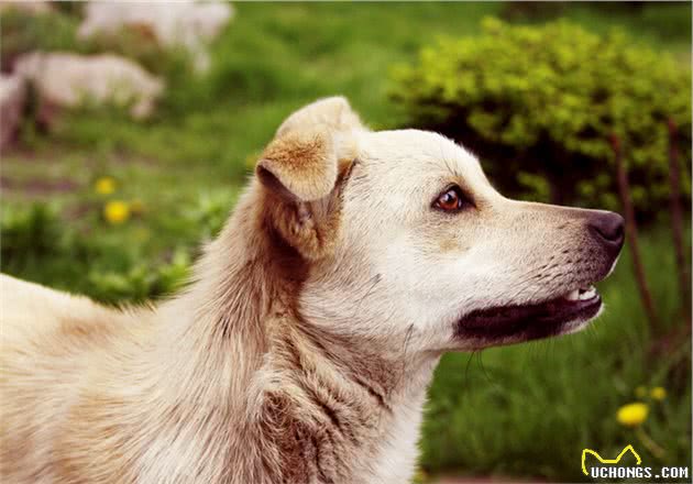 长白山区的老猎人说，他五六岁能打猎，全靠他的护命狗汗王犬