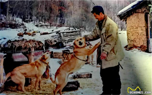 长白山区的老猎人说，他五六岁能打猎，全靠他的护命狗汗王犬