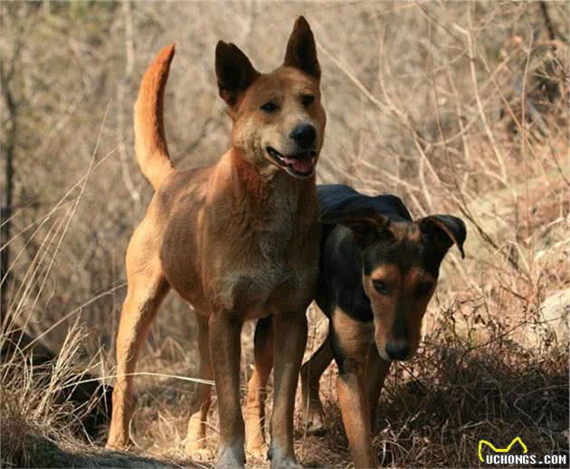 长白山区的老猎人说，他五六岁能打猎，全靠他的护命狗汗王犬