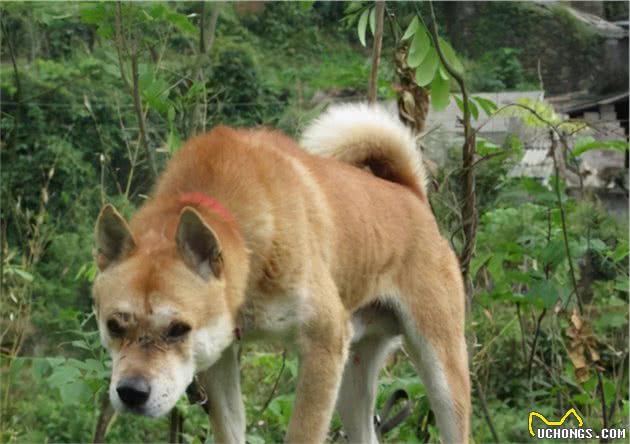 长白山区的老猎人说，他五六岁能打猎，全靠他的护命狗汗王犬