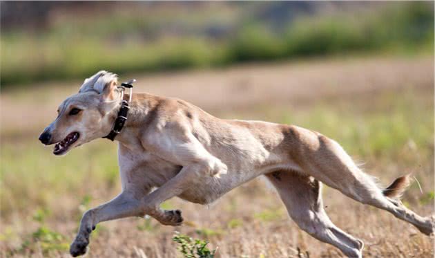 “汗王犬”三番五次救努尔哈赤辽东总兵李成梁说他的猎狗厉害