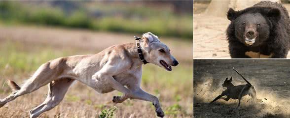 “汗王犬”三番五次救努尔哈赤辽东总兵李成梁说他的猎狗厉害