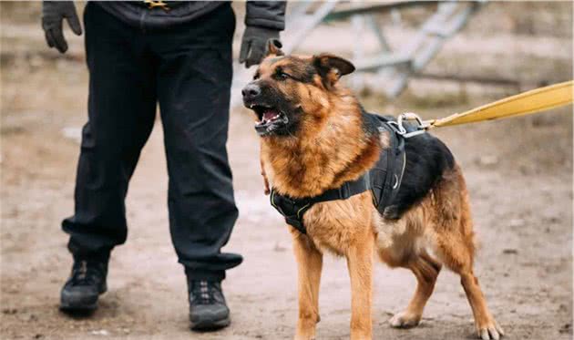 泰迪太吵，想养忠诚护主的德国牧羊犬？德牧可比泰迪难养得多