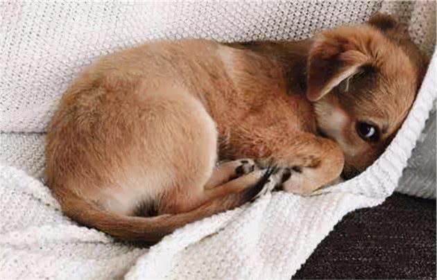 狗狗犯错之后，常见的6种反应，就像小孩子一样