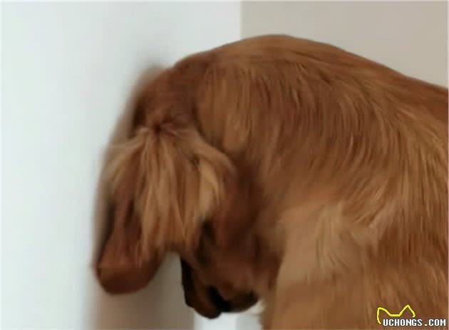 狗狗犯错之后，常见的6种反应，就像小孩子一样