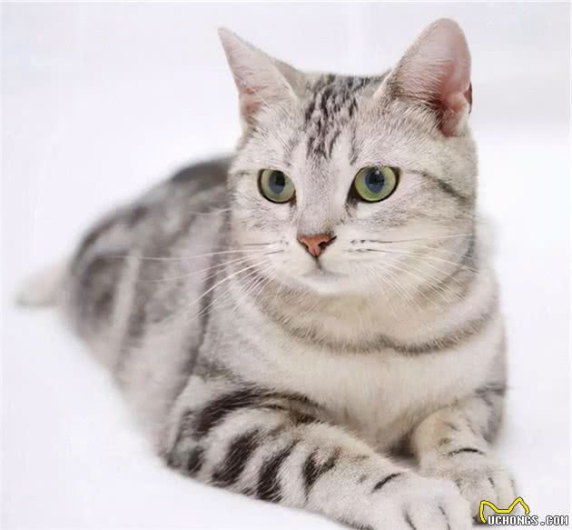 世界名猫-美国短毛猫