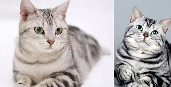 世界名猫-美国短毛猫