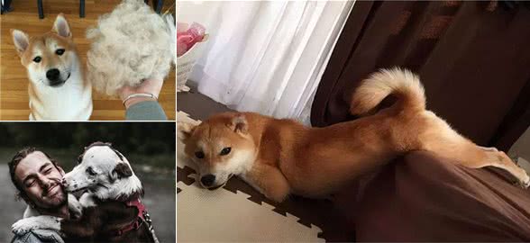 很多人为了迁就狗狗，养成了这些习惯，你有吗？