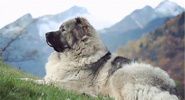 世界十大凶犬—藏獒后裔，高加索牧羊犬