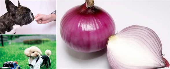 这9种错误的养狗行为,一定要注意