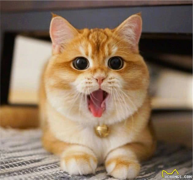 英国短毛猫常见的7种毛色，你家养的是哪种？