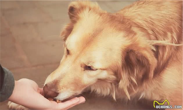 狗狗怀孕了怎么照顾？不用慌，记住这几点就行