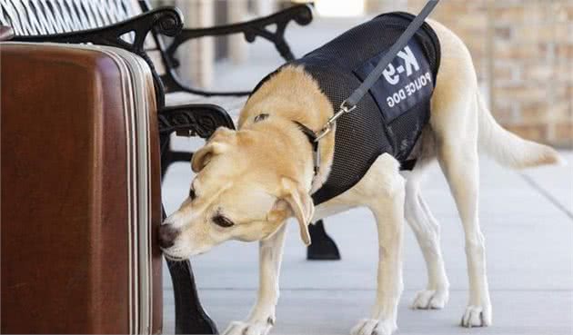 小警犬被训导员授予警服，但尺寸明显不合，狗狗见后立志要快长大