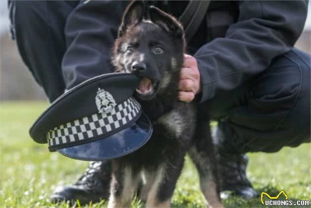 小警犬被训导员授予警服，但尺寸明显不合，狗狗见后立志要快长大