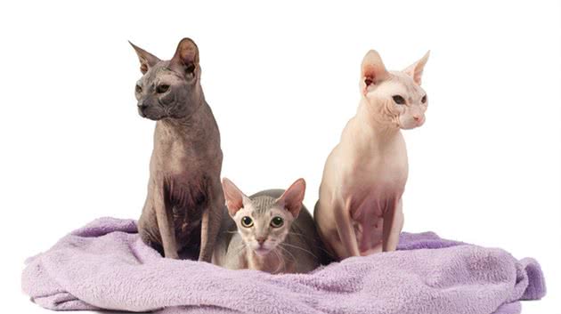 优雅高贵的埃及猫多少钱一只呢？