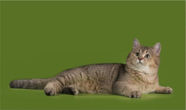 优雅高贵的埃及猫多少钱一只呢？