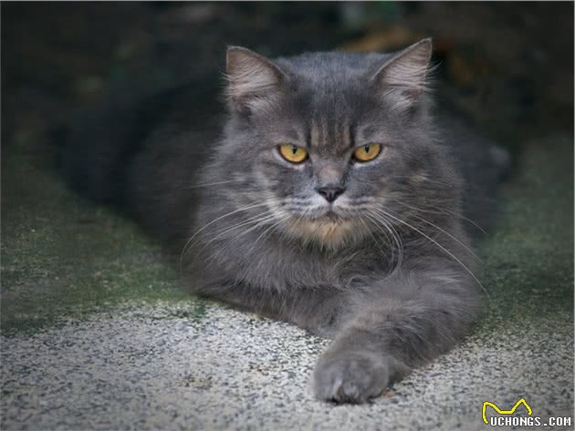优雅高贵的埃及猫多少钱一只呢？