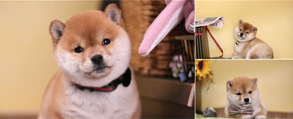 柴犬价格｜|日本柴犬800元一只？柴犬多少钱一只？