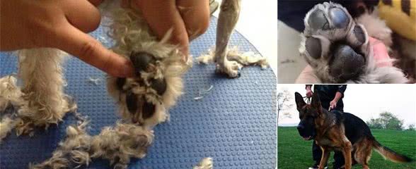 为什么给狗狗擦脚时,它会反抗不愿意?原因有5个