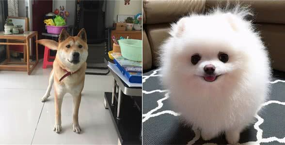 这几种狗狗，养了就没有后悔过