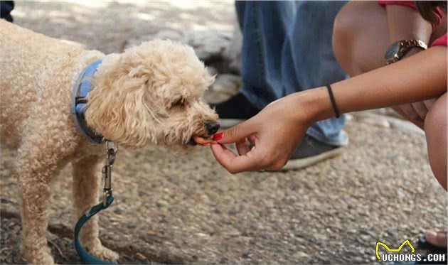 爱?训犬|如何科学的饲喂狗狗