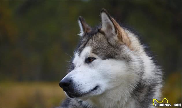 爱?训犬|如何科学的饲喂狗狗