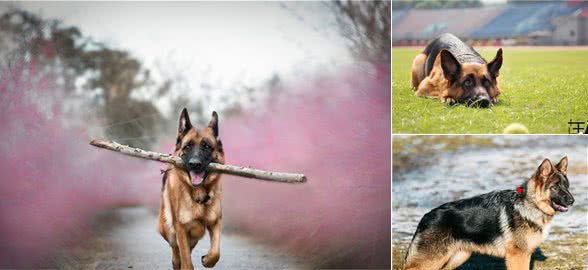 犬种科普介绍德国牧羊犬